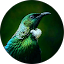 Kiwi Avatar